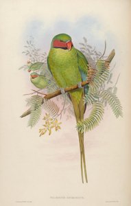 Palaeornis nicobaricus = Psittacula longicauda tytleri de John Gould